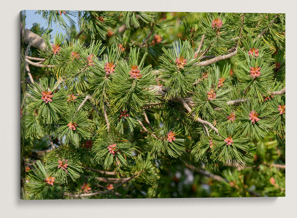 Whitebark Pine, Crater Lake National Park, Oregon, USA