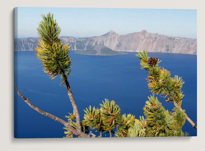 Whitebark pine, Crater Lake National Park, Oregon, USA