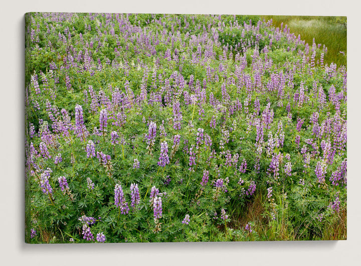 Whiteleaf Lupine, Redwood National Park, California, USA