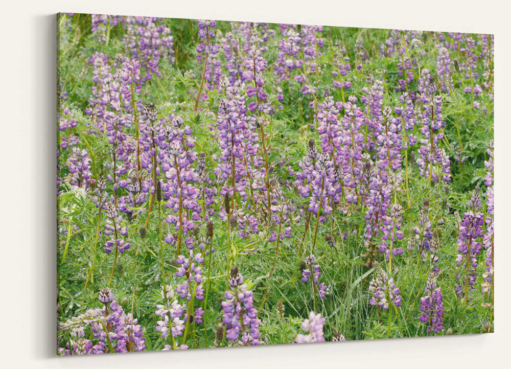 Flowering Whiteleaf lupine, Redwood National Park, California