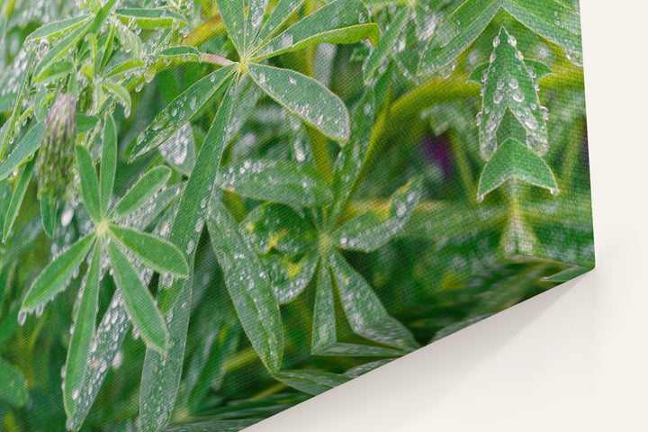 Whiteleaf Lupine Leaves, Redwood National Park, California, USA