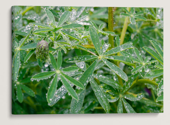 Whiteleaf Lupine Leaves, Redwood National Park, California, USA