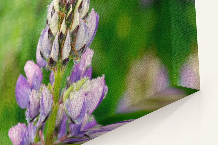 Whiteleaf Lupine, Redwood National Park, California, USA