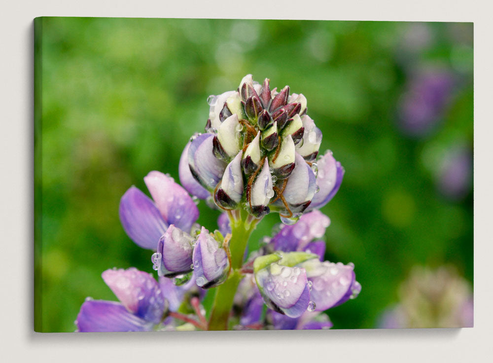 Whiteleaf Lupine, Redwood National Park, California, USA