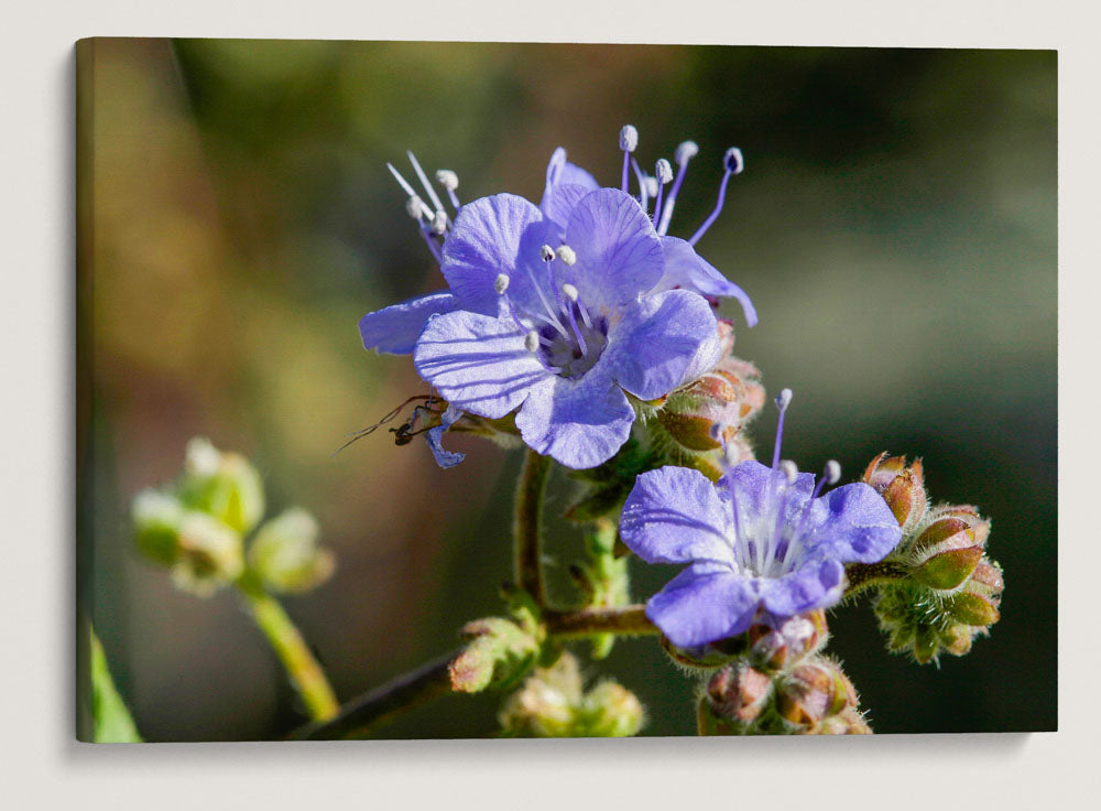 Wild Heliotrope, Joshua Tree National Park, California, USA