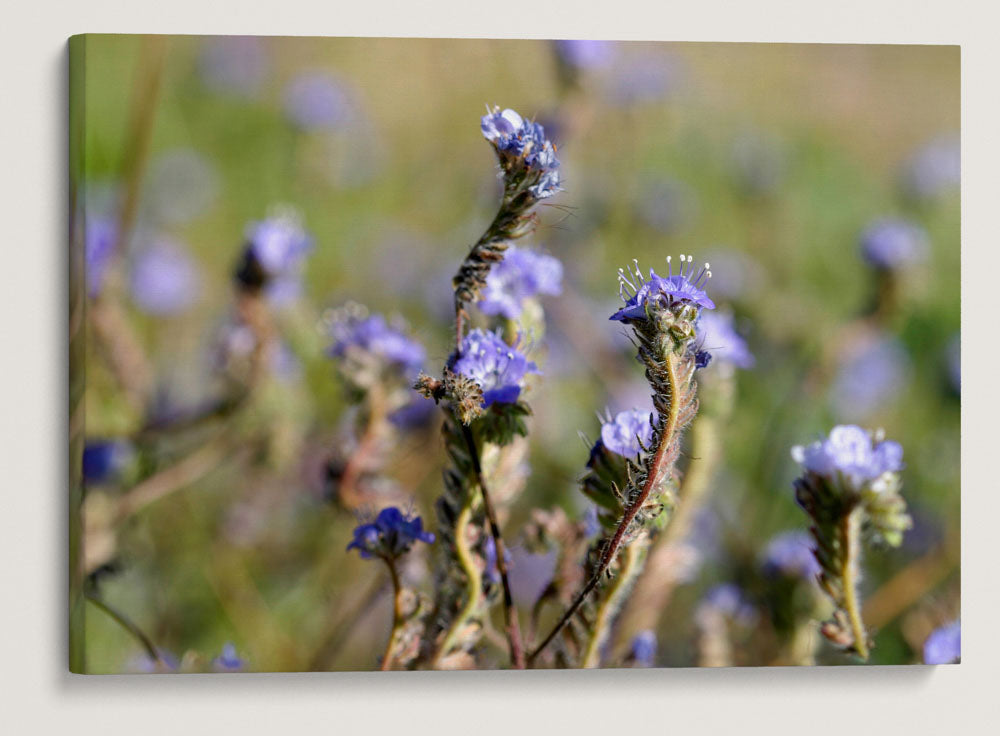 Wild Heliotrope, Joshua Tree National Park, California, USA