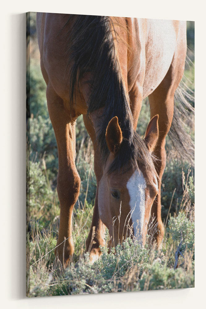 Wild Horse Grazing, Pilot Butte Wild Horse Scenic Tour, Wyoming