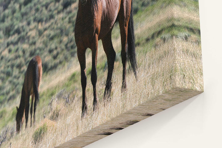 Wild horses, Pilot Butte Wild Horse Scenic Tour, Wyoming