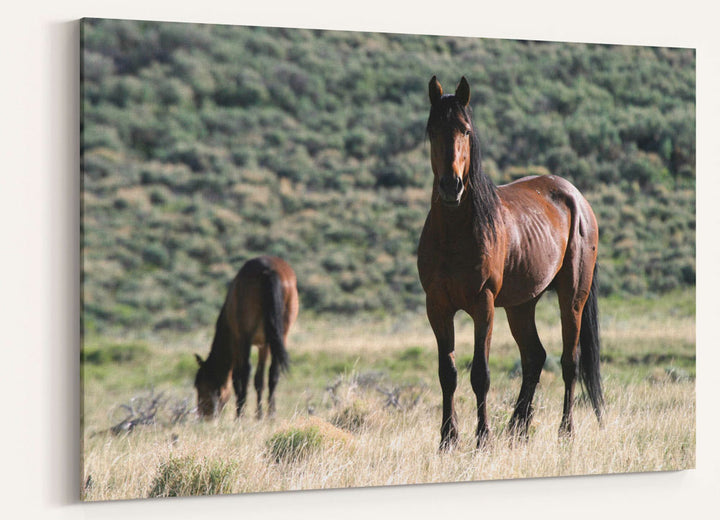 Wild horses, Pilot Butte Wild Horse Scenic Tour, Wyoming