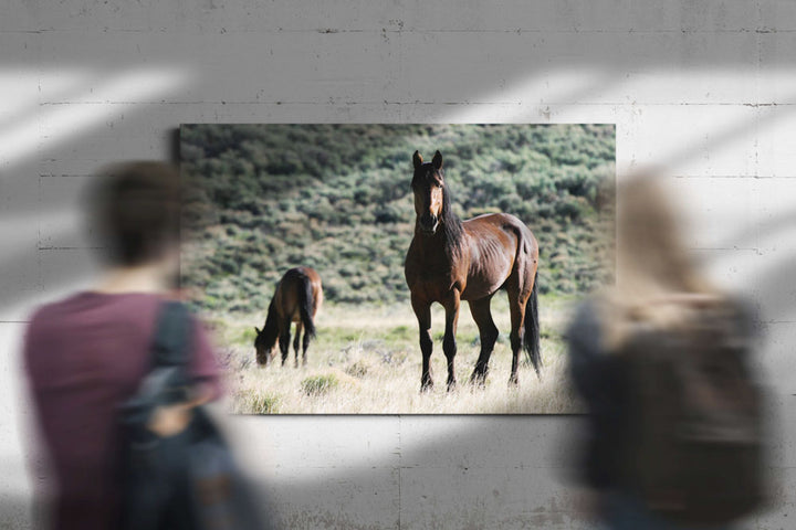 Wild horses, Pilot Butte Wild Horse Scenic Tour, Wyoming