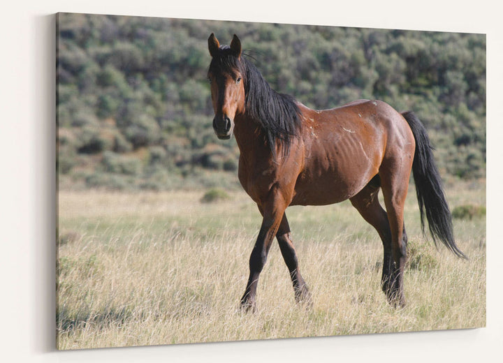 Wild Horse, Pilot Butte Wild Horse Scenic Tour, Wyoming