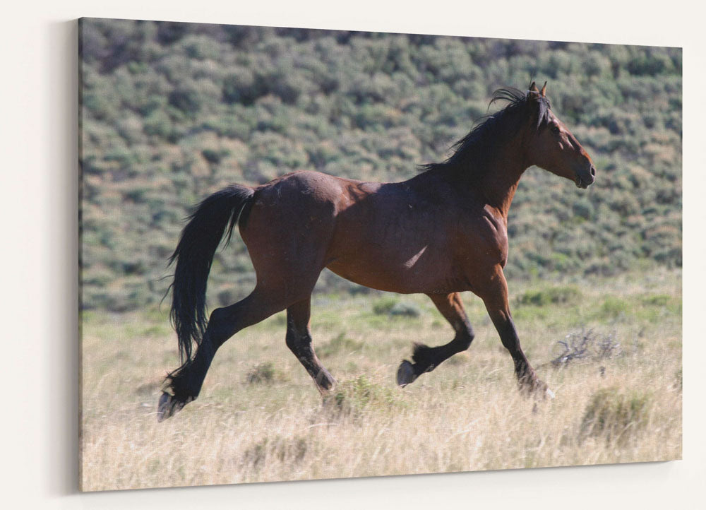 Wild horse stallion, Pilot Butte Wild Horse Scenic Tour, Wyoming