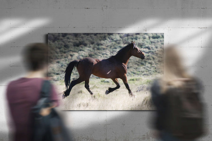 Wild horse stallion, Pilot Butte Wild Horse Scenic Tour, Wyoming