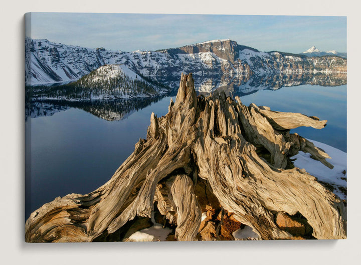 Dead Whitebark Pine and Wizard Island In Winter, Crater Lake National Park, Oregon, USA