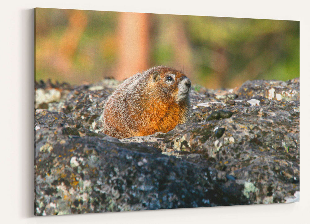Yellow-bellied marmot, Gerber block, Oregon