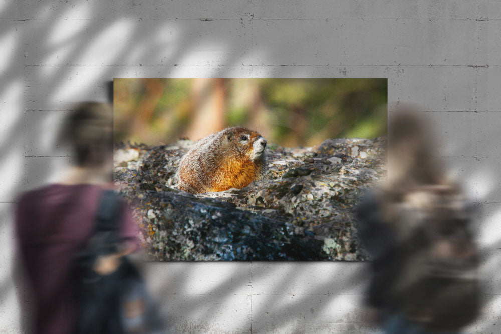 Yellow-bellied marmot, Gerber block, Oregon