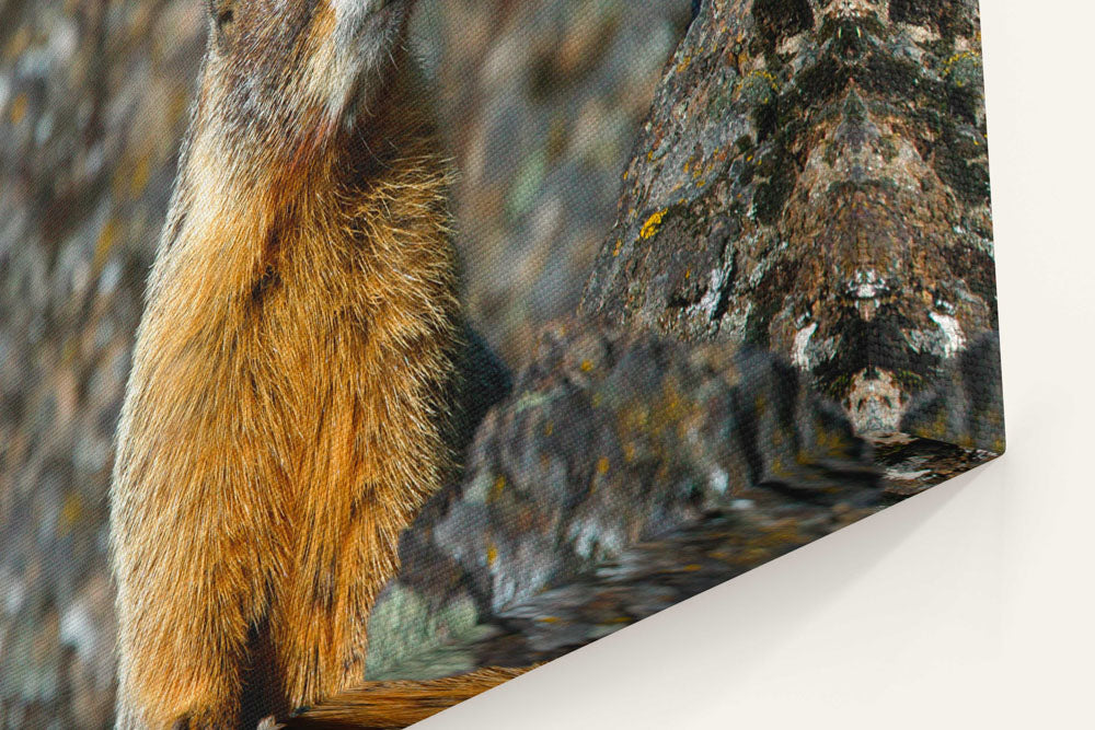 Yellow-bellied Marmot on Lichen-covered Rocks, Oregon