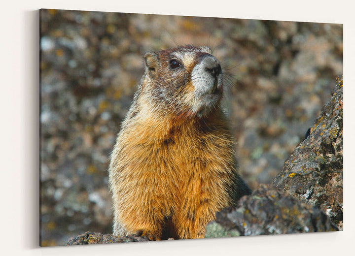 Yellow-bellied Marmot on Lichen-covered Rocks, Oregon