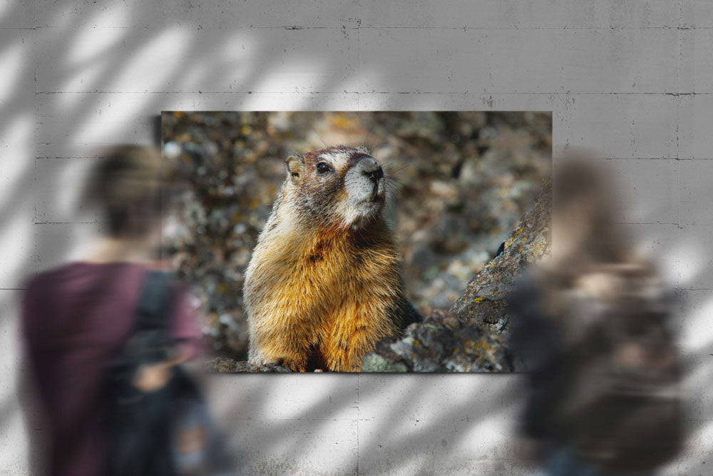 Yellow-bellied Marmot on Lichen-covered Rocks, Oregon