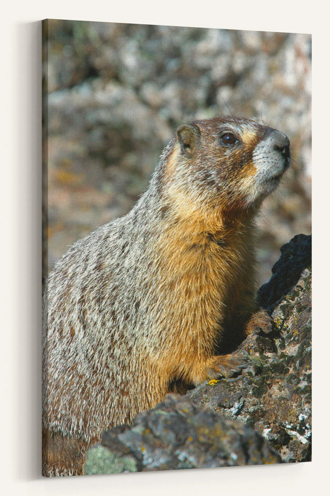 Yellow-bellied Marmot on Lichen-covered Rocks, Oregon