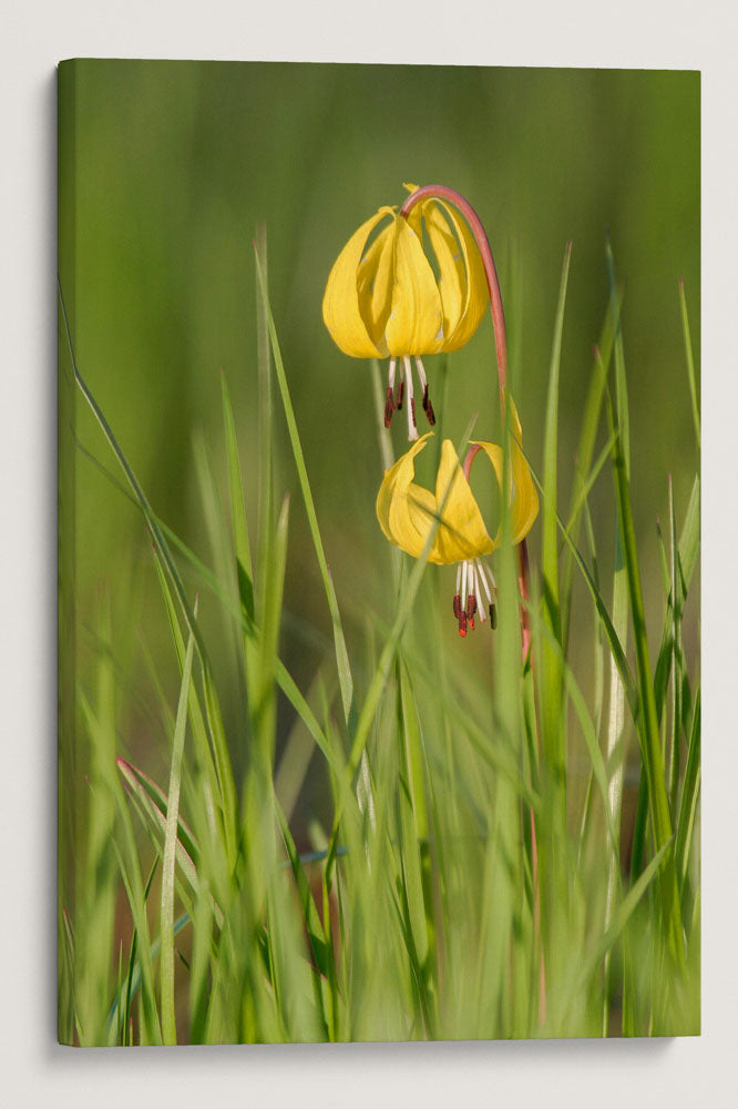 Yellow Fawn Lily, Lake Roosevelt, Washington, USA