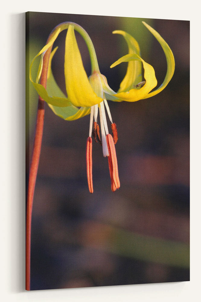 Yellow fawn lily, Lake Roosevelt NRA, Washington