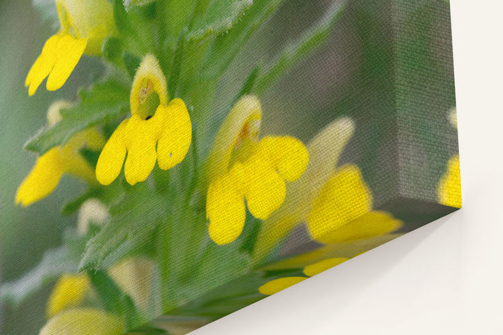 Yellow Glandweed, William L. FInley National Wildlife Refuge, Oregon, USA