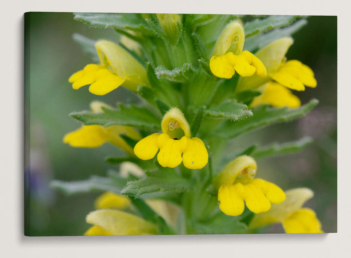 Yellow Glandweed, William L. FInley National Wildlife Refuge, Oregon, USA