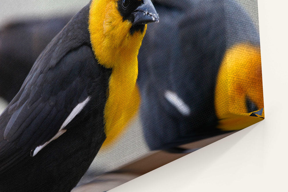 Yellow-headed blackbirds, Agency Lake, Oregon