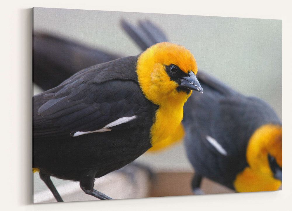 Yellow-headed blackbirds, Agency Lake, Oregon