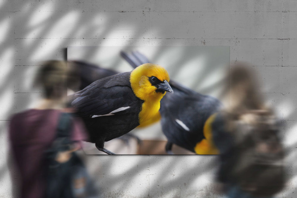 Yellow-headed blackbirds, Agency Lake, Oregon