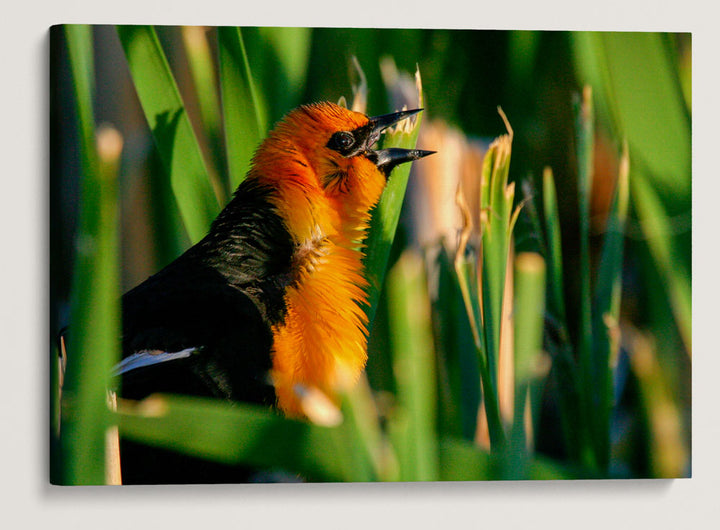 Yellow-headed Blackbird Calling, Tule Lake National Wildlife Refuge, California, USA