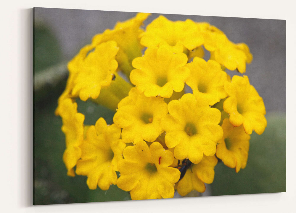 Yellow Sand-verbena, Prairie Creek Redwoods State Park, California