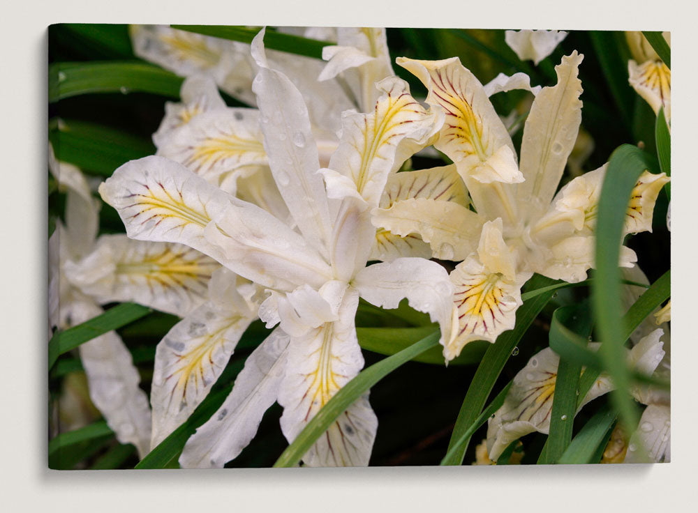 Yellowleaf-Iris, Fall Creek, Willamette National Forest, Oregon