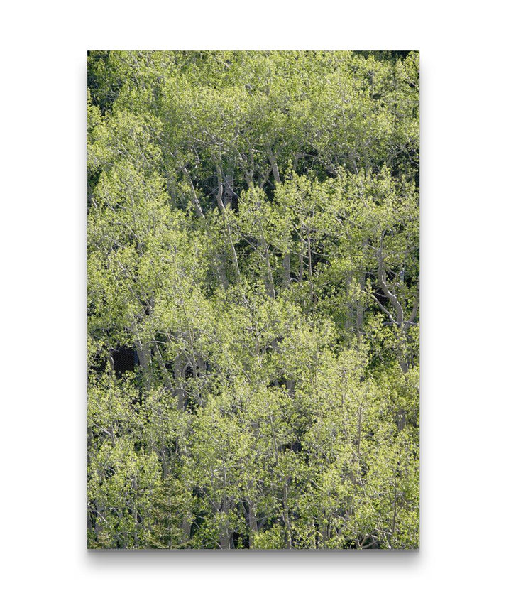 Quaking aspen grove, Great Basin National Park, Nevada