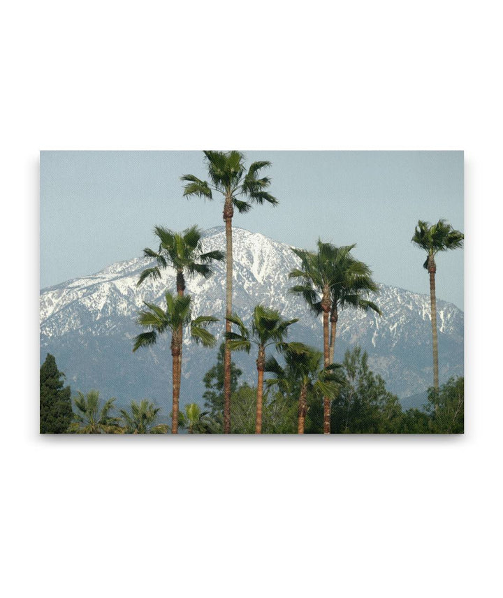 Mexican fan palms and San Bernardino Mountains, California