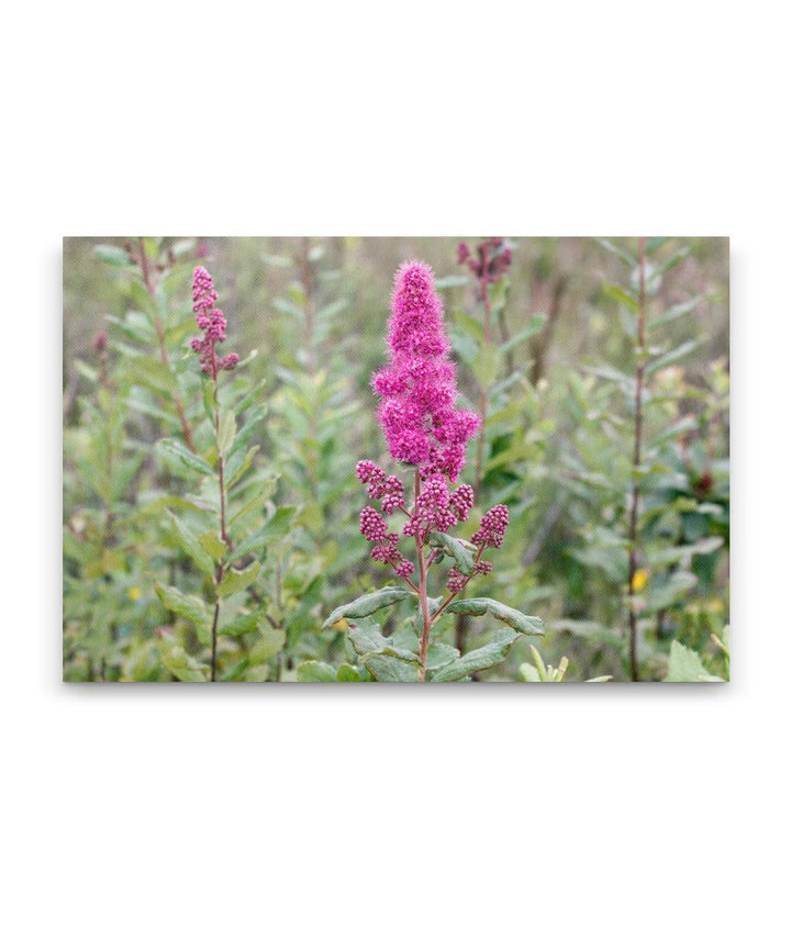 Douglas' Spirea, Willamette Floodplain RNA, William L. Finley National Wildlife Refuge, Oregon, USA