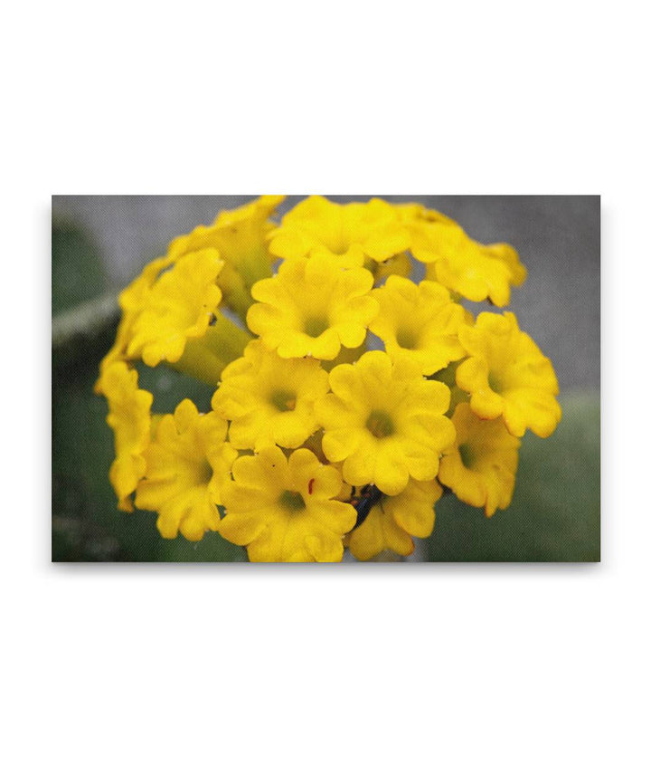 Yellow Sand-verbena, Prairie Creek Redwoods State Park, California