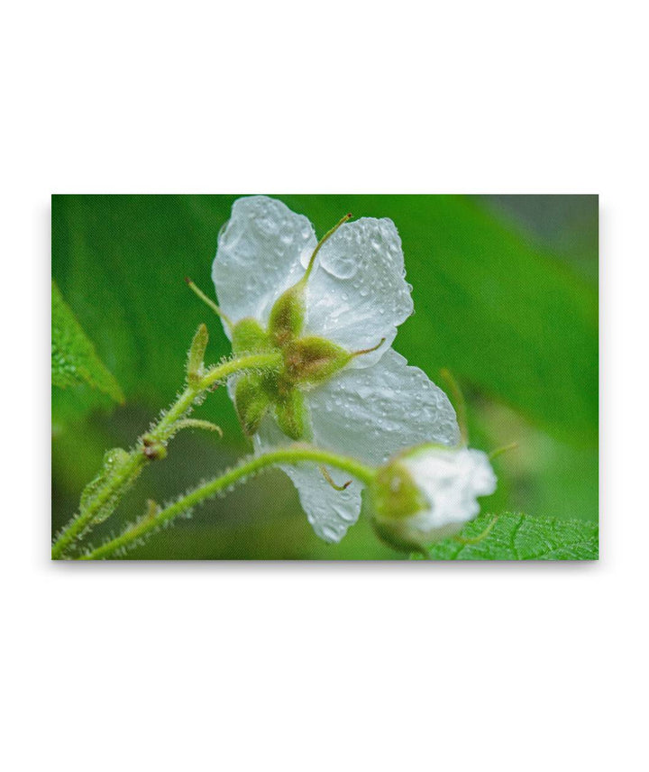 Thimbleberry, Prairie Creek Redwoods State Park, California, USA