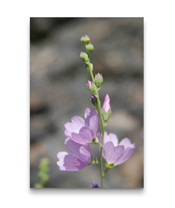 Pink Flowering Oregon Checkerbloom, Eastern Oregon