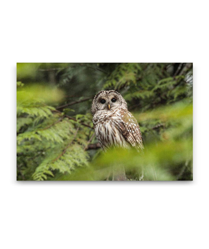 Barred Owl, HJ Andrews Forest, Oregon