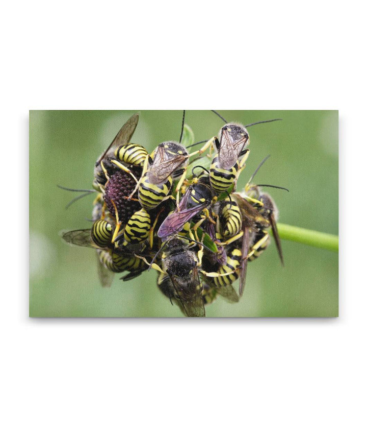 Sleeping roost of Western Yellowjackets on wildflower, Carpenter Mtn, Oregon