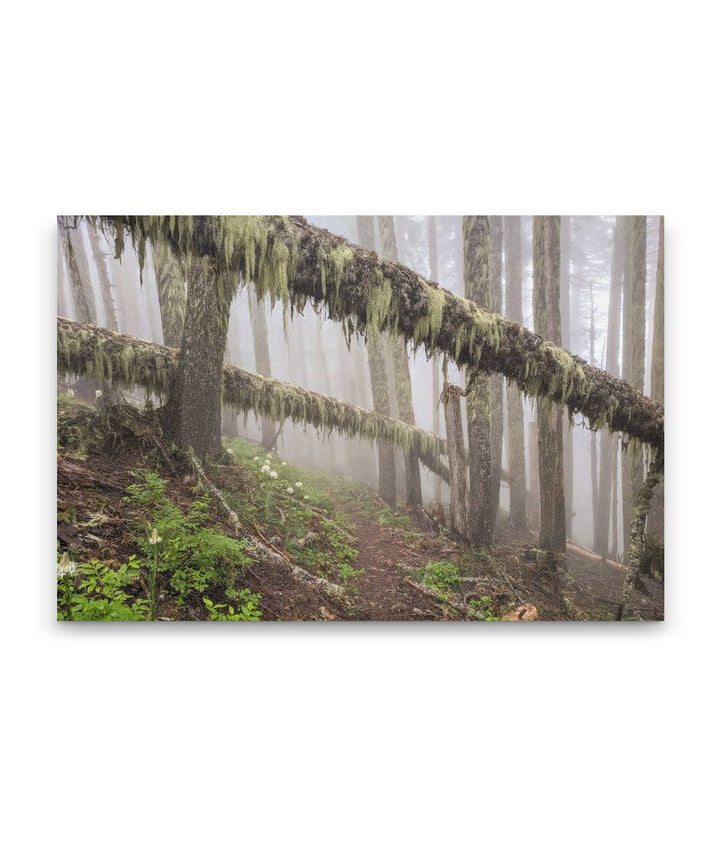 Trees Across Carpenter Mountain Trail, HJ Andrews Forest, Oregon, USA