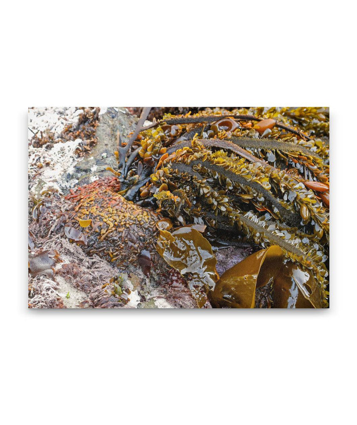 Feather Boa Kelp, Martin Creek Beach, Trinidad, California, USA