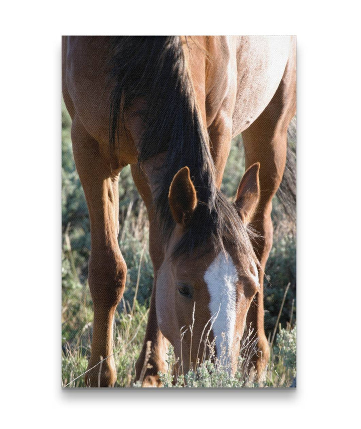 Wild Horse Grazing, Pilot Butte Wild Horse Scenic Tour, Wyoming