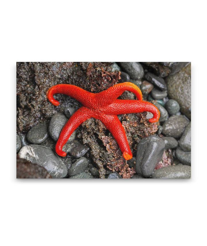 Pacific blood Star, Martin Creek Beach, Trinidad, California