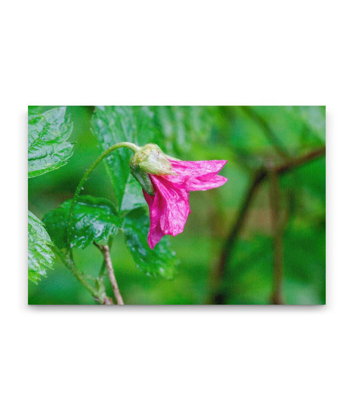 Salmonberry, Sweet Creek Trail, Siuslaw National Forest, Oregon, USA