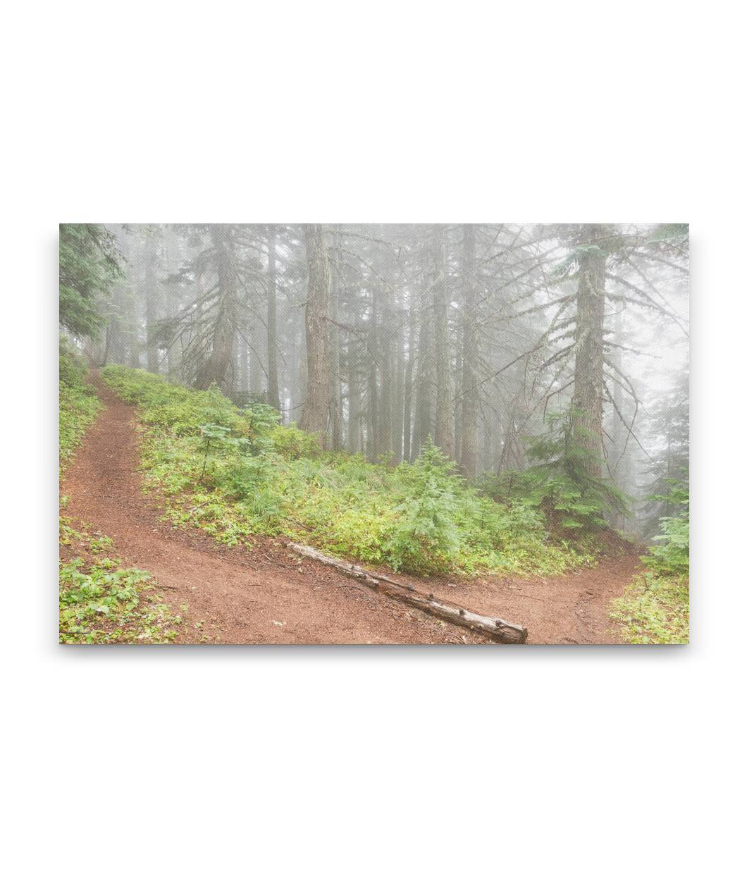 The Switchback, Carpenter Mountain Trail, HJ Andrews Forest, Oregon, USA