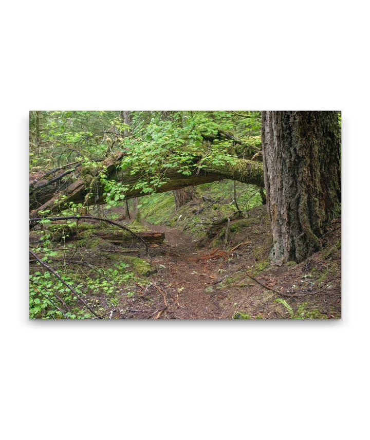 Lookout Creek Old-growth Trail, H.J. Andrews Forest, Oregon