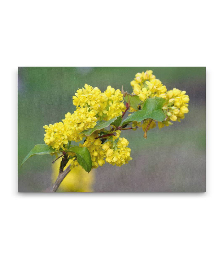 Yellow-flowering Tall oregon-grape, Newman Lake, Washington